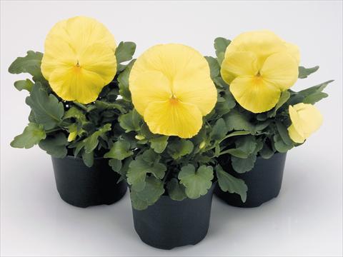 Photo de variété de fleurs à utiliser comme: Pot et Plante à massif Viola wittrockiana Inspire® Primerose