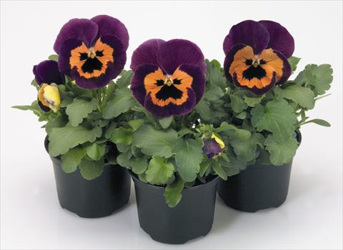 Photo de variété de fleurs à utiliser comme: Pot et Plante à massif Viola wittrockiana Inspire® Purple and Orange