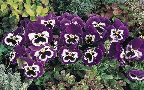 Photo de variété de fleurs à utiliser comme: Pot et Plante à massif Viola wittrockiana Inspire® Purple and White