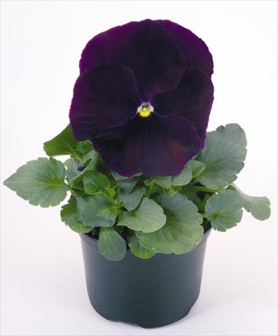 Photo de variété de fleurs à utiliser comme: Pot et Plante à massif Viola wittrockiana Inspire® Purple
