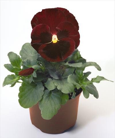 Photo de variété de fleurs à utiliser comme: Pot et Plante à massif Viola wittrockiana Inspire® Red with Blotch