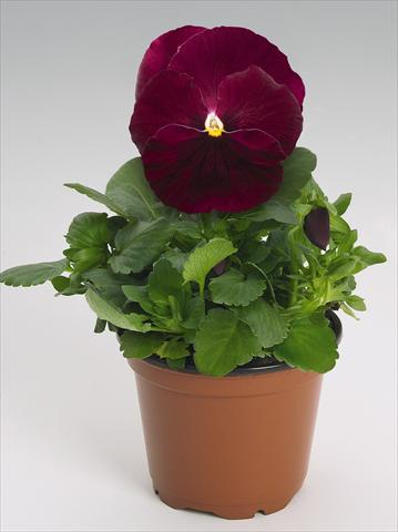 Photo de variété de fleurs à utiliser comme: Pot et Plante à massif Viola wittrockiana Inspire® Rose