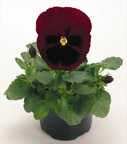Photo de variété de fleurs à utiliser comme: Pot et Plante à massif Viola wittrockiana Inspire® Ruby