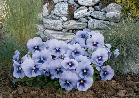 Photo de variété de fleurs à utiliser comme: Pot et Plante à massif Viola wittrockiana Inspire® Silver Blue with Blotch