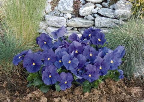 Photo de variété de fleurs à utiliser comme: Pot et Plante à massif Viola wittrockiana Inspire® True Blue