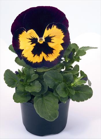Photo de variété de fleurs à utiliser comme: Pot et Plante à massif Viola wittrockiana Inspire® Violet and Yellow
