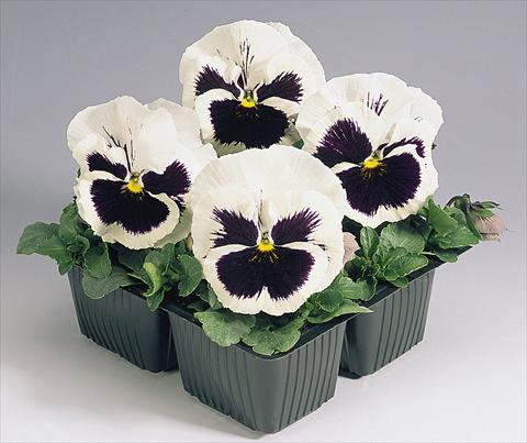 Photo de variété de fleurs à utiliser comme: Pot et Plante à massif Viola wittrockiana Inspire® White with Blotch