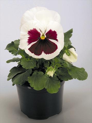 Photo de variété de fleurs à utiliser comme: Pot et Plante à massif Viola wittrockiana Inspire® White with Red Blotch