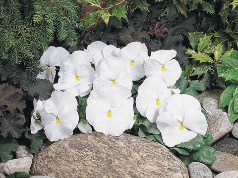 Photo de variété de fleurs à utiliser comme: Pot et Plante à massif Viola wittrockiana Inspire® White
