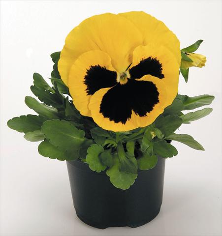 Photo de variété de fleurs à utiliser comme: Pot et Plante à massif Viola wittrockiana Inspire® Yellow with Blotch