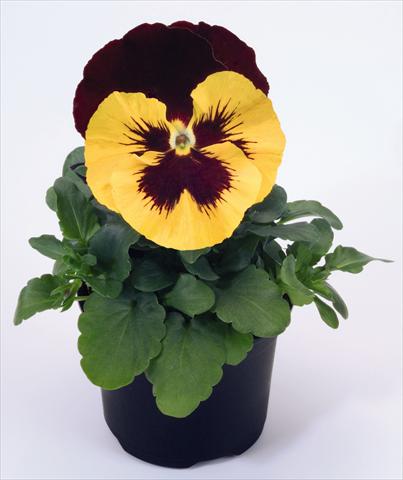 Photo de variété de fleurs à utiliser comme: Pot et Plante à massif Viola wittrockiana Inspire® Yellow with Red Wing