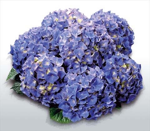 Photo de variété de fleurs à utiliser comme: Pot et Plante à massif Hydrangea macrophylla Atlantic Blue©