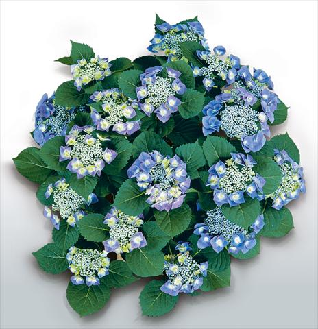 Photo de variété de fleurs à utiliser comme: Pot et Plante à massif Hydrangea macrophylla Blaumeise