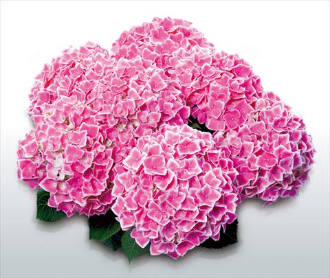 Photo de variété de fleurs à utiliser comme: Pot et Plante à massif Hydrangea macrophylla Camilla©