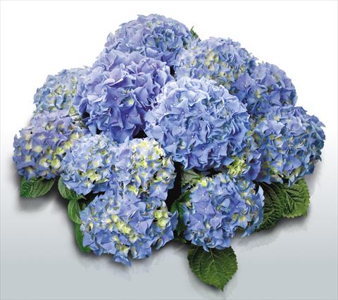 Photo de variété de fleurs à utiliser comme: Pot et Plante à massif Hydrangea macrophylla Early Blue©