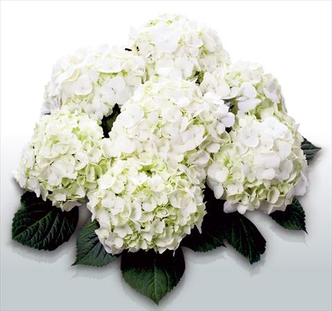 Photo de variété de fleurs à utiliser comme: Pot et Plante à massif Hydrangea macrophylla First White©