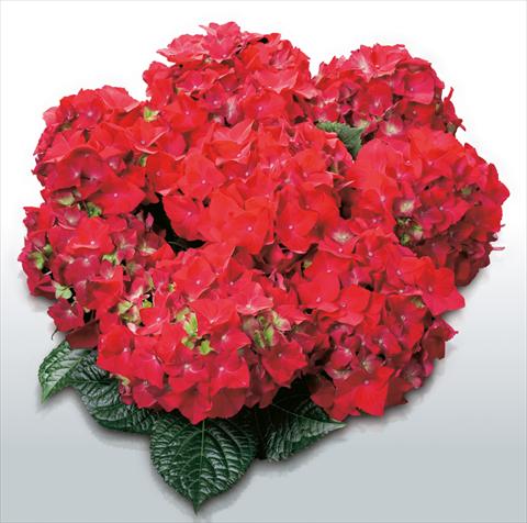 Photo de variété de fleurs à utiliser comme: Pot et Plante à massif Hydrangea macrophylla Hot Red©