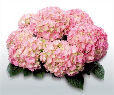 Photo de variété de fleurs à utiliser comme: Pot et Plante à massif Hydrangea macrophylla Pink Beauty©