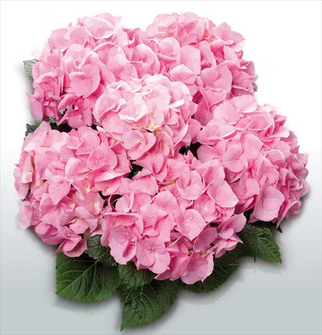 Photo de variété de fleurs à utiliser comme: Pot et Plante à massif Hydrangea macrophylla Pink Delight©