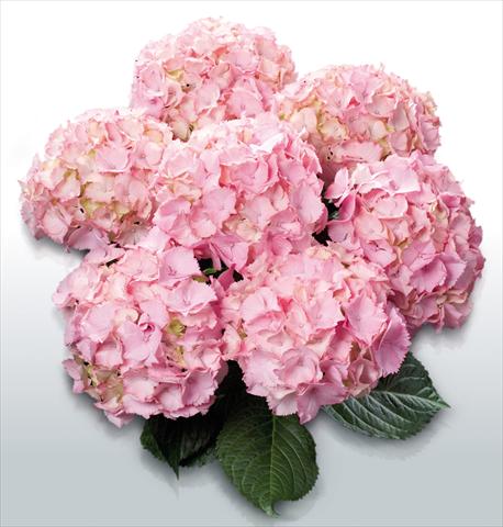Photo de variété de fleurs à utiliser comme: Pot et Plante à massif Hydrangea macrophylla Pink Picotee©