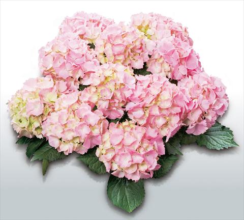 Photo de variété de fleurs à utiliser comme: Pot et Plante à massif Hydrangea macrophylla Pink Sensation©