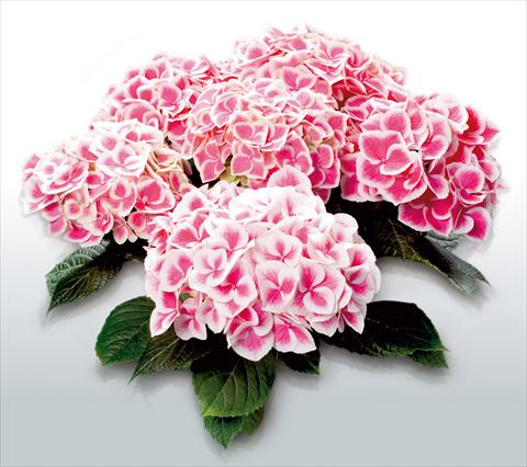 Photo de variété de fleurs à utiliser comme: Pot et Plante à massif Hydrangea macrophylla Red Ace©