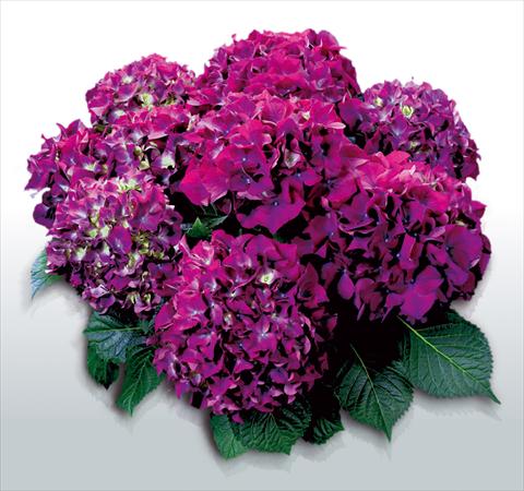 Photo de variété de fleurs à utiliser comme: Pot et Plante à massif Hydrangea macrophylla Red Beauty Lila©