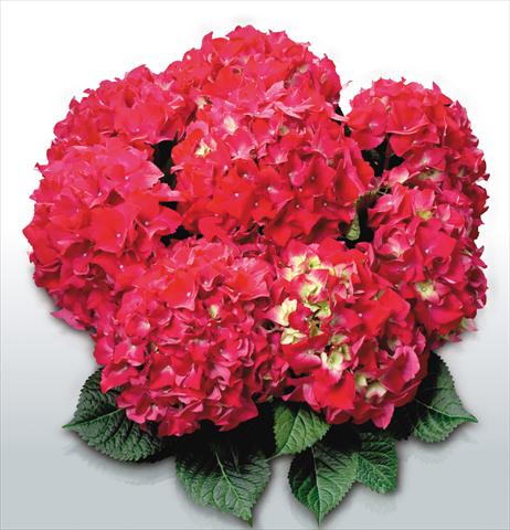 Photo de variété de fleurs à utiliser comme: Pot et Plante à massif Hydrangea macrophylla Red Beauty©