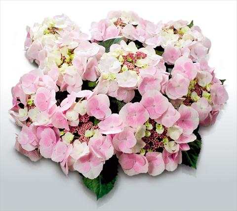 Photo de variété de fleurs à utiliser comme: Pot et Plante à massif Hydrangea macrophylla Sweet Dreams©