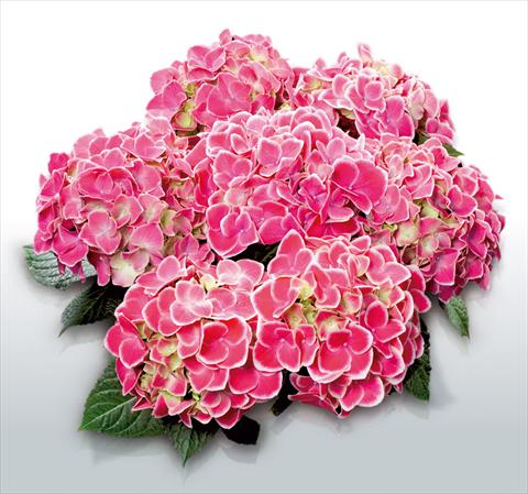 Photo de variété de fleurs à utiliser comme: Pot et Plante à massif Hydrangea macrophylla Tivoli Rosa©