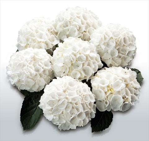 Photo de variété de fleurs à utiliser comme: Pot et Plante à massif Hydrangea macrophylla White Delight©