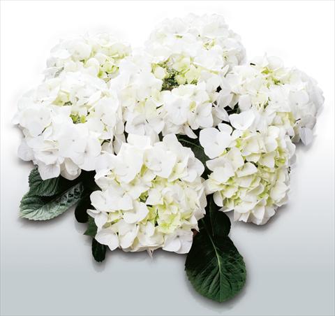 Photo de variété de fleurs à utiliser comme: Pot et Plante à massif Hydrangea macrophylla White Spirit©