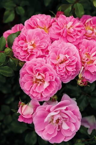 Photo de variété de fleurs à utiliser comme: Plante à massif/ plante de bordure Rosa paesaggistica Lovely Pink®