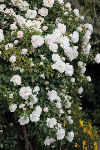Photo de variété de fleurs à utiliser comme: Plante à massif/ plante de bordure Rosa rampicante GP Perle Crescendo®