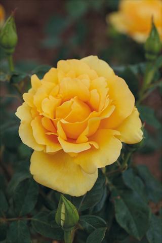 Photo de variété de fleurs à utiliser comme: Plante à massif/ plante de bordure Rosa Tea Eureka®