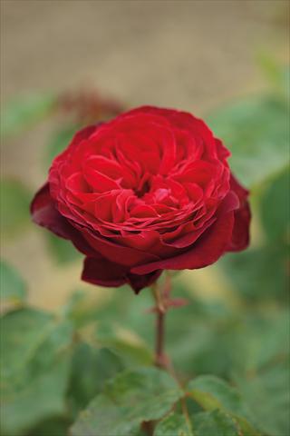 Photo de variété de fleurs à utiliser comme: Plante à massif/ plante de bordure Rosa Tea Royal Garden®