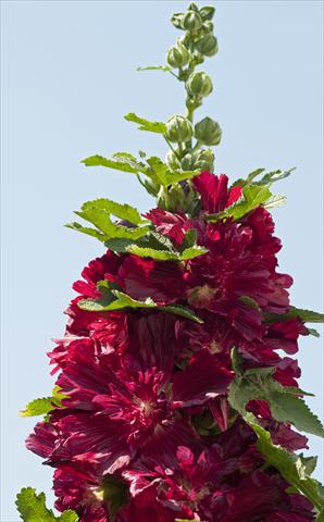 Photo de variété de fleurs à utiliser comme: Pot et Plante à massif Alcea rosea Spring Celebrities Crimson