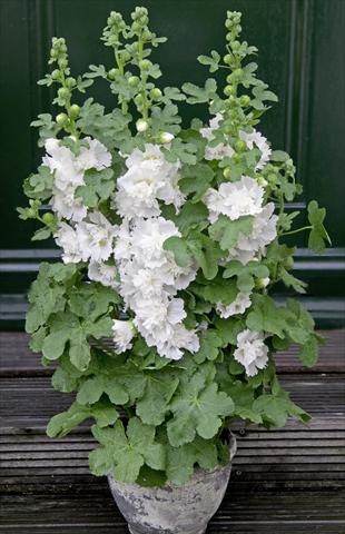 Photo de variété de fleurs à utiliser comme: Pot et Plante à massif Alcea rosea Spring Celebrities White