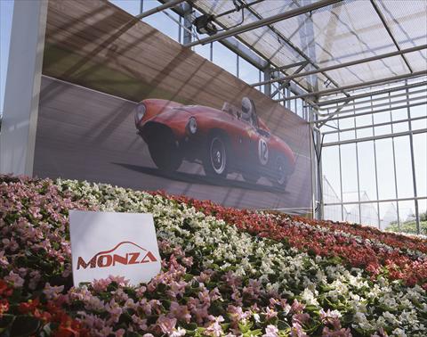 Photo de variété de fleurs à utiliser comme: Pot et Plante à massif Begonia semperflorens Monza F1