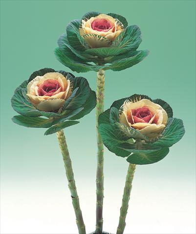 Photo de variété de fleurs à utiliser comme:  Brassica oleracea Crane Bicolor F1