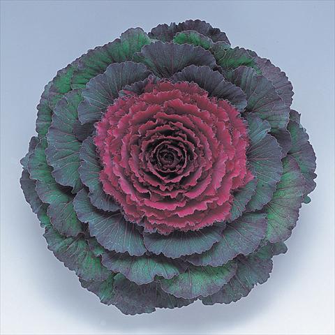 Photo de variété de fleurs à utiliser comme: Pot et Plante à massif Brassica oleracea Pigeon Purple F1