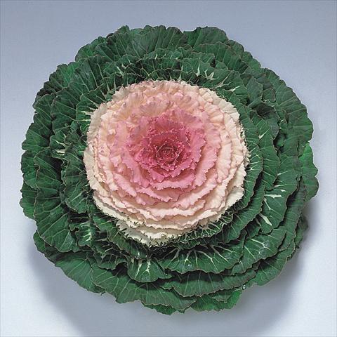 Photo de variété de fleurs à utiliser comme: Pot et Plante à massif Brassica oleracea Pigeon Victoria F1