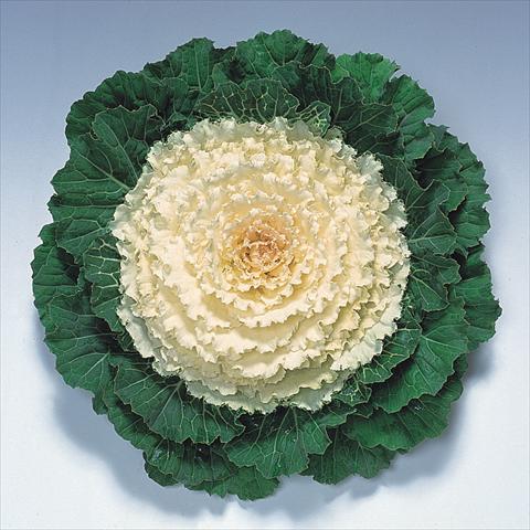 Photo de variété de fleurs à utiliser comme: Pot et Plante à massif Brassica oleracea Pigeon White F1