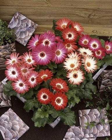Photo de variété de fleurs à utiliser comme: Pot Gerbera jamesonii Royal Bicolor Red Shades F1