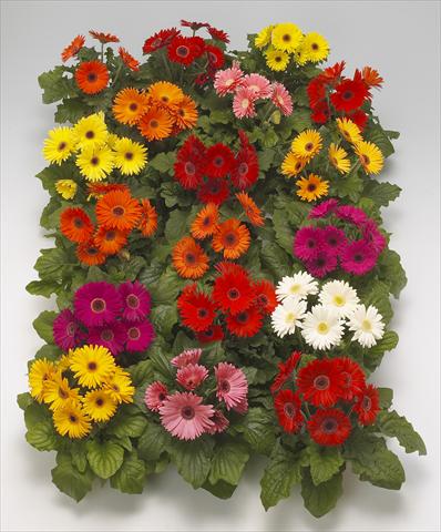 Photo de variété de fleurs à utiliser comme: Pot Gerbera jamesonii Royal Formula Mixture F1