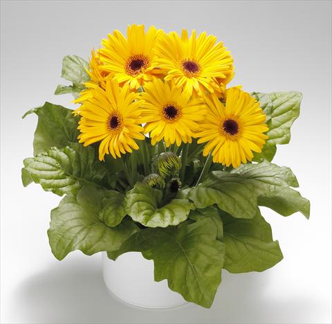 Photo de variété de fleurs à utiliser comme: Pot Gerbera jamesonii Royal Golden Yellow F1