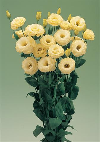 Photo de variété de fleurs à utiliser comme:  Lisianthus (Eustoma grandiflorum) Arena Gold F1