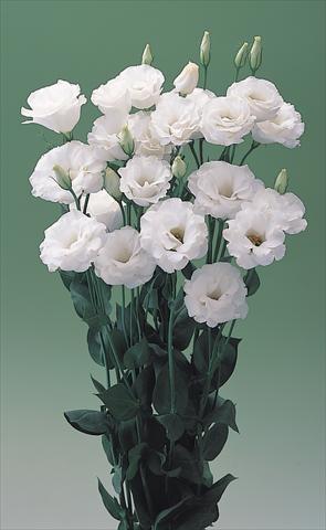Photo de variété de fleurs à utiliser comme:  Lisianthus (Eustoma grandiflorum) Arena IV White F1