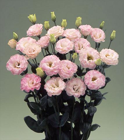 Photo de variété de fleurs à utiliser comme:  Lisianthus (Eustoma grandiflorum) Arena Pink Flash F1