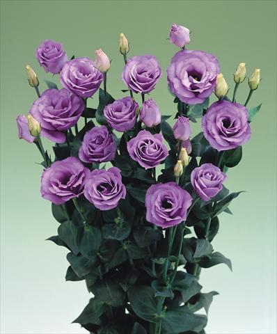 Photo de variété de fleurs à utiliser comme:  Lisianthus (Eustoma grandiflorum) Croma Lavender F1